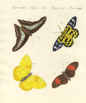 Foreign butterflies