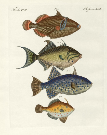 Foreign fish from German School, (19th century)