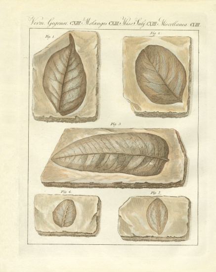 Fossilized leaves from primitive times from German School, (19th century)