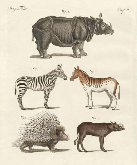 Four-footed animals from German School, (19th century)