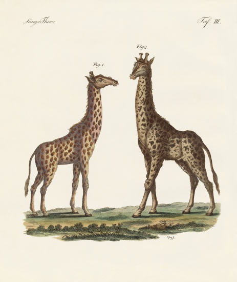 Four-footed Animals from German School, (19th century)