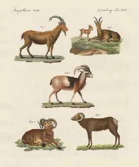 Four-footed animals