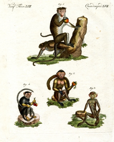 Four kinds of monkey from German School, (19th century)