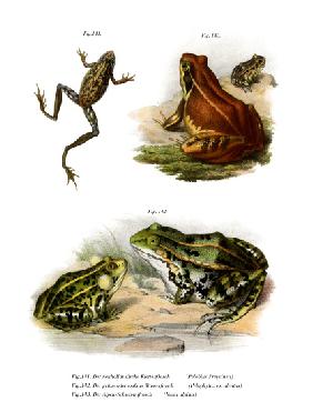 Freycinet's Treefrog