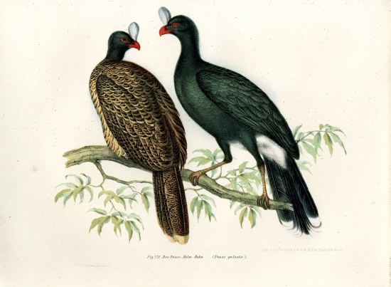 Galeated Curassow from German School, (19th century)
