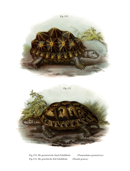 Geometric Tortoise from German School, (19th century)