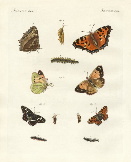 German day-butterfly from German School, (19th century)