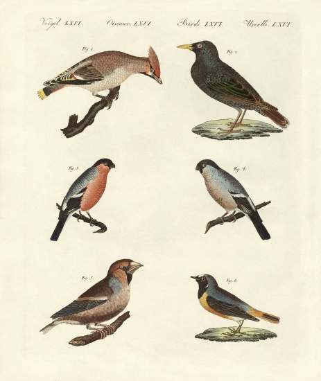 German singing birds from German School, (19th century)