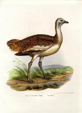 Great Bustard