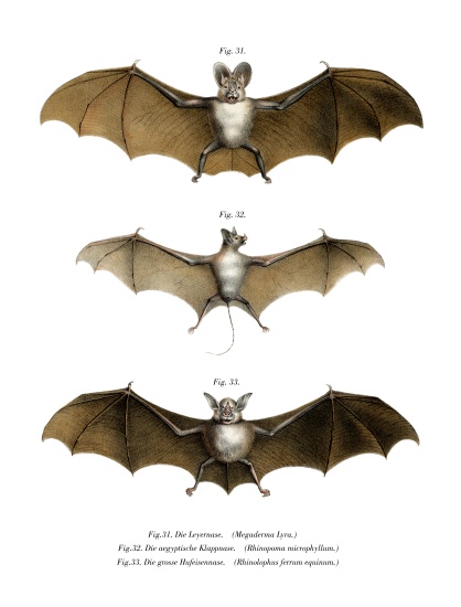 Greater False Vampire Bat from German School, (19th century)