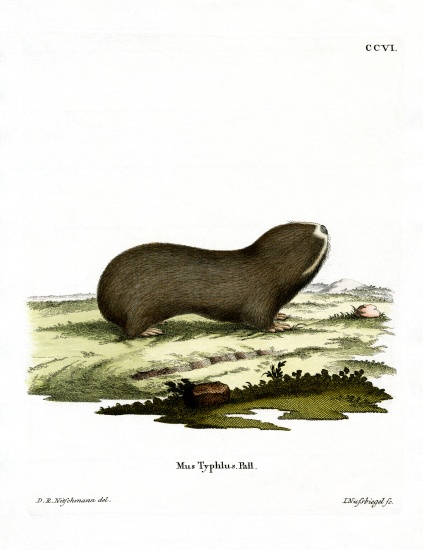 Greater Mole Rat from German School, (19th century)