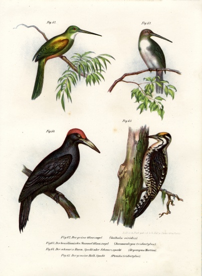 Green-tailed Jacamar from German School, (19th century)