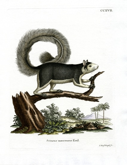 Grizzled Giant Squirrel from German School, (19th century)