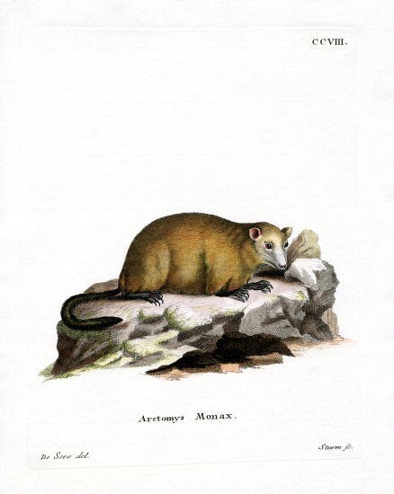 Groundhog from German School, (19th century)