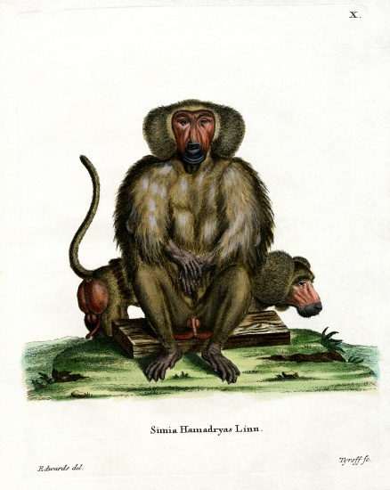Hamadryas Baboon from German School, (19th century)