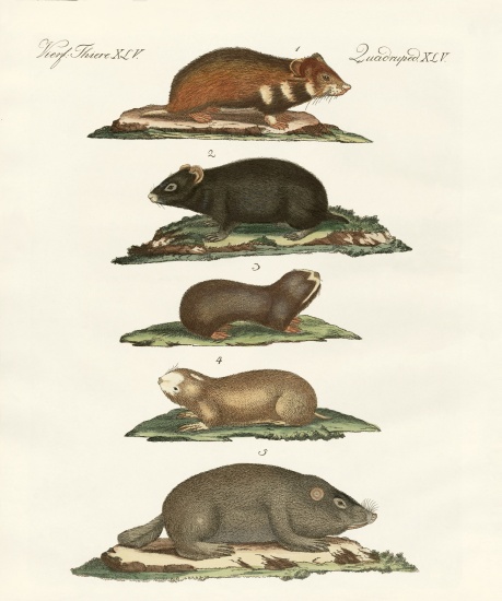 Hamsters and field voles from German School, (19th century)