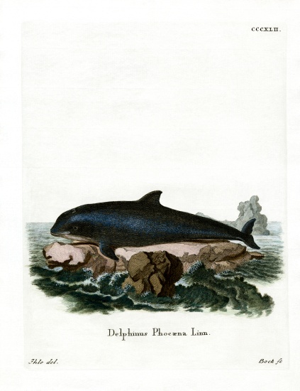 Harbor Porpoise from German School, (19th century)
