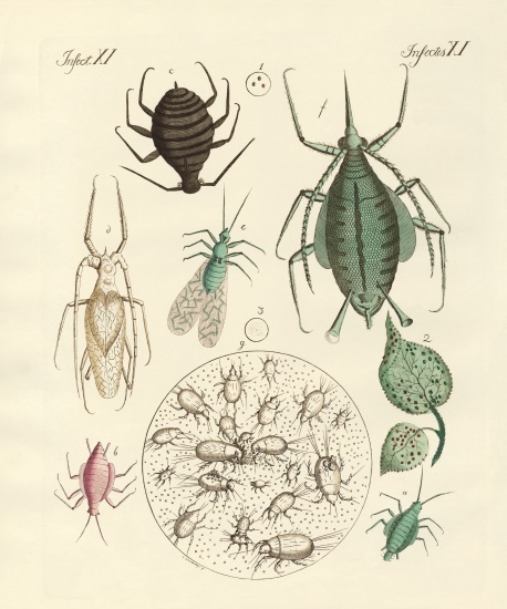 Harmful insects from German School, (19th century)