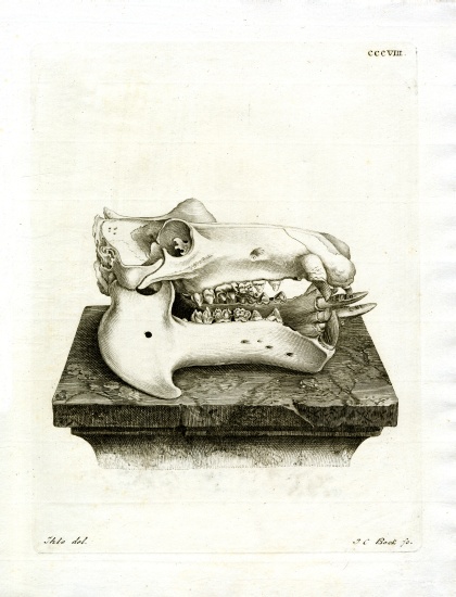 Hippo Skull from German School, (19th century)