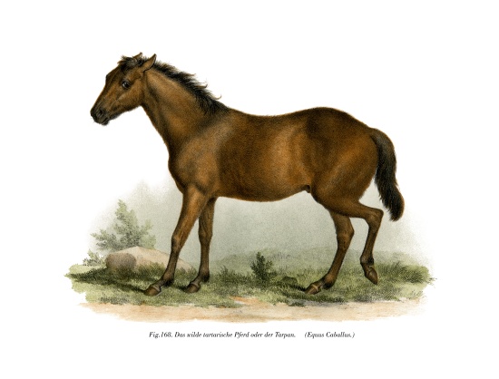 Horse from German School, (19th century)