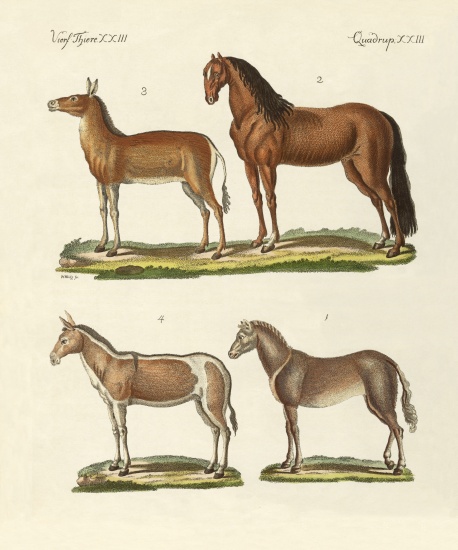 Horses and donkeys from German School, (19th century)
