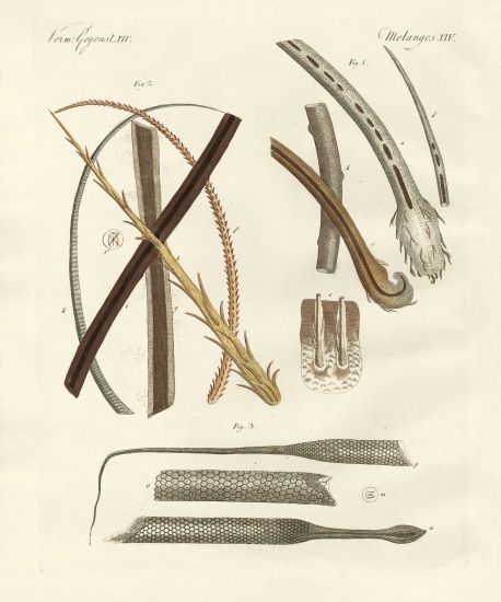Human and animal hairs from German School, (19th century)
