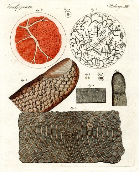 Human skin and blood from German School, (19th century)