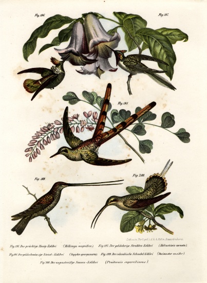 Hummingbird from German School, (19th century)