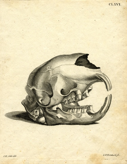 Hyrax Skull from German School, (19th century)
