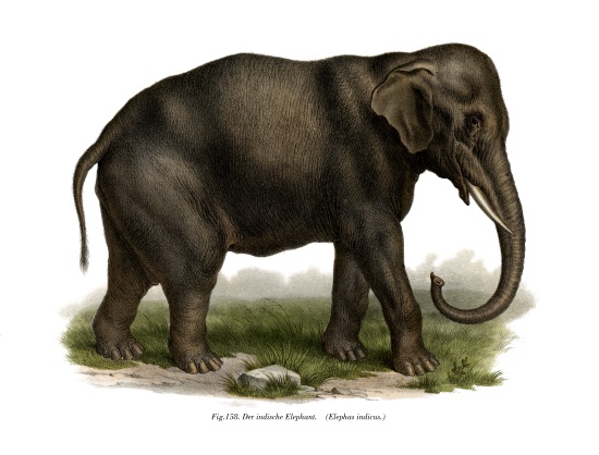 Indian Elephant from German School, (19th century)
