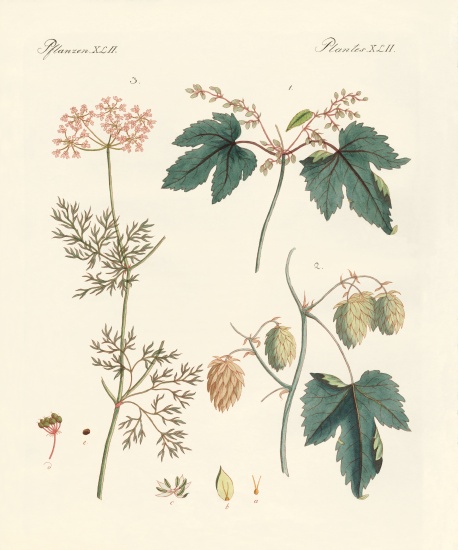 Indigenous spice plants from German School, (19th century)