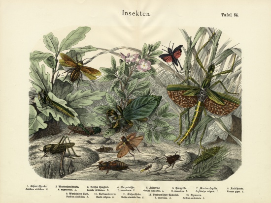 Insects, c.1860 from German School, (19th century)