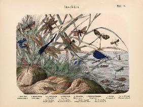 Insects, c.1860