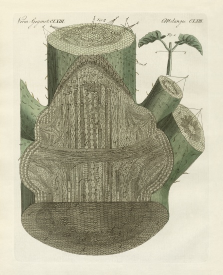 Internal hole of the common bean plant from German School, (19th century)