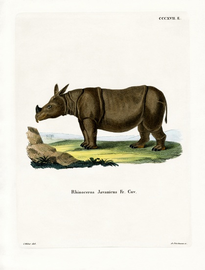 Javan Rhinoceros from German School, (19th century)