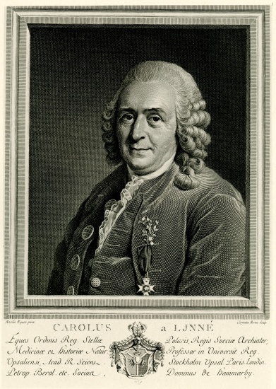 Karl von Linné from German School, (19th century)