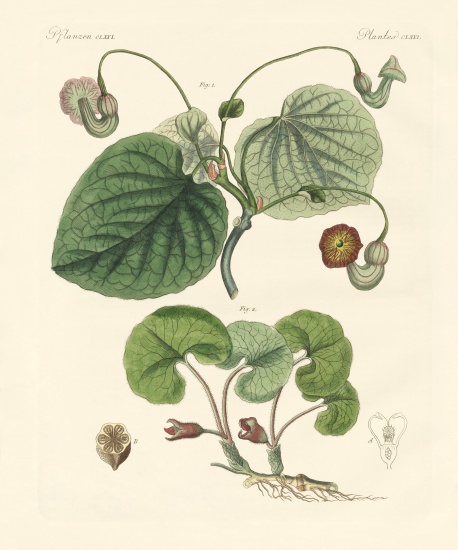Kinds of aristolochia plants from German School, (19th century)