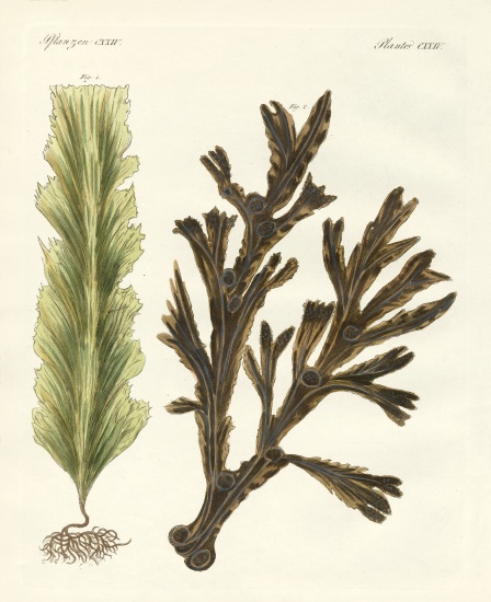 Kinds of seaweed from German School, (19th century)
