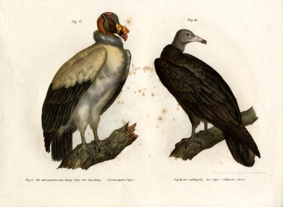 King Vulture from German School, (19th century)