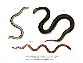 Large Shieldtail Snake
