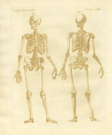 Legs structure from human bodies from German School, (19th century)