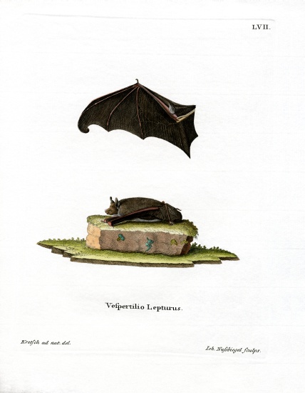 Lesser Sac-winged Bat from German School, (19th century)