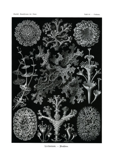 Lichenes from German School, (19th century)