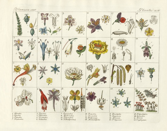 Linne's plant system from German School, (19th century)