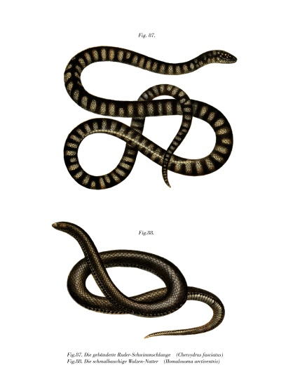 Little File Snake from German School, (19th century)