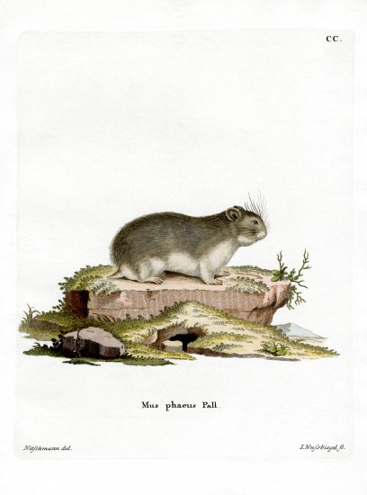 Little Grey Hamster from German School, (19th century)
