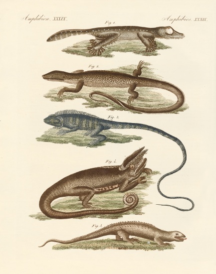 Lizards from German School, (19th century)