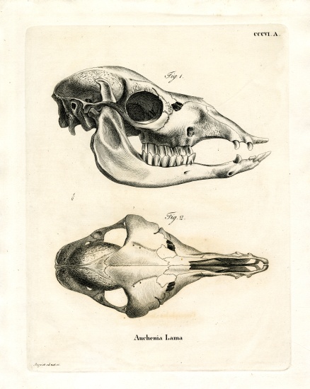 Llama Skull from German School, (19th century)