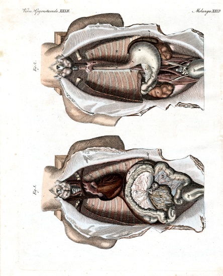 Location of intestines in the human body from German School, (19th century)