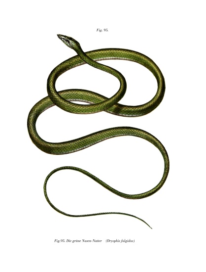 Long-nosed Tree Snake from German School, (19th century)